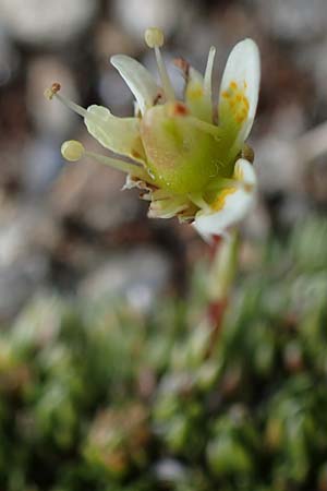Saxifraga bryoides \ Moos-Steinbrech / Mossy Saxifrage, A Wölzer Tauern, Kleiner Zinken 24.7.2021