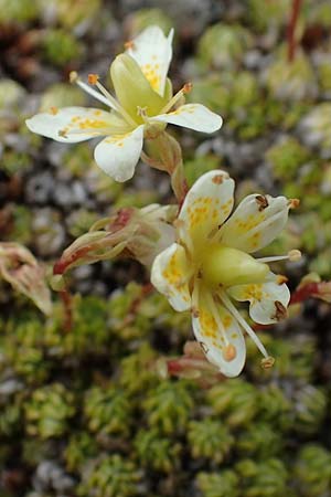 Saxifraga bryoides \ Moos-Steinbrech / Mossy Saxifrage, A Wölzer Tauern, Kleiner Zinken 24.7.2021