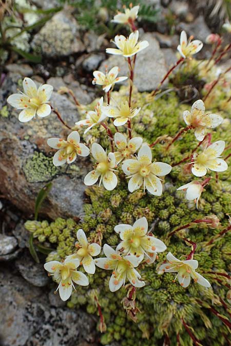 Saxifraga bryoides \ Moos-Steinbrech / Mossy Saxifrage, A Wölzer Tauern, Kleiner Zinken 24.7.2021