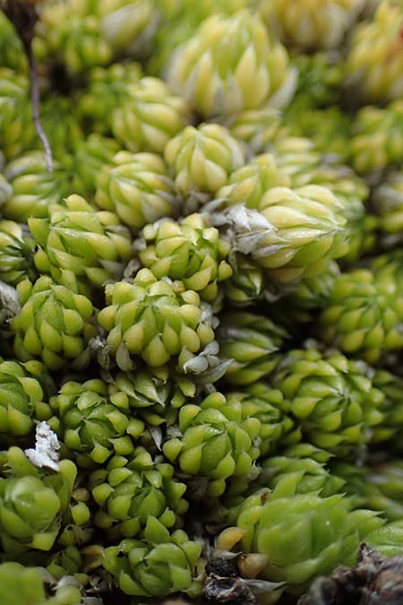 Saxifraga bryoides \ Moos-Steinbrech / Mossy Saxifrage, A Wölzer Tauern, Kleiner Zinken 24.7.2021