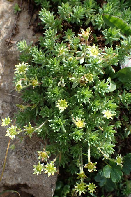 Saxifraga sedoides \ Mauerpfeffer-Steinbrech / Eastern Saxifrage, A Eisenerzer Reichenstein 28.7.2021