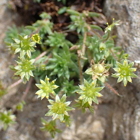Saxifraga sedoides \ Mauerpfeffer-Steinbrech / Eastern Saxifrage, A Eisenerzer Reichenstein 28.7.2021