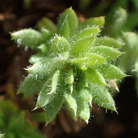 Saxifraga sedoides \ Mauerpfeffer-Steinbrech / Eastern Saxifrage, A Eisenerzer Reichenstein 28.7.2021