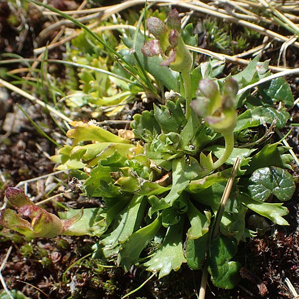 Saxifraga adscendens \ Aufsteigender Steinbrech / Saxifrage, A Kärnten/Carinthia, Koralpe 1.7.2022