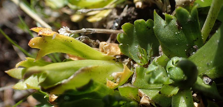 Saxifraga adscendens \ Aufsteigender Steinbrech / Saxifrage, A Kärnten/Carinthia, Koralpe 1.7.2022