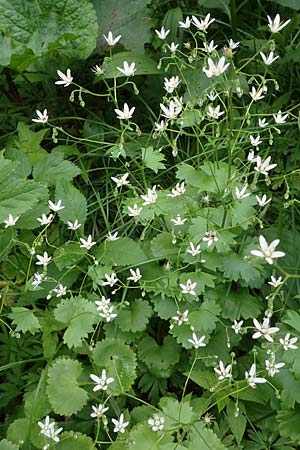 Saxifraga rotundifolia \ Rundblttriger Steinbrech / Round-Leaved Saxifrage, A Kärnten/Carinthia, Koralpe 5.7.2023