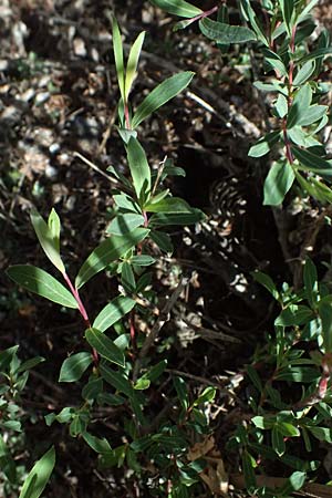 Salix purpurea \ Purpur-Weide / Purple Willow, A Osttirol, Matrei 14.5.2025