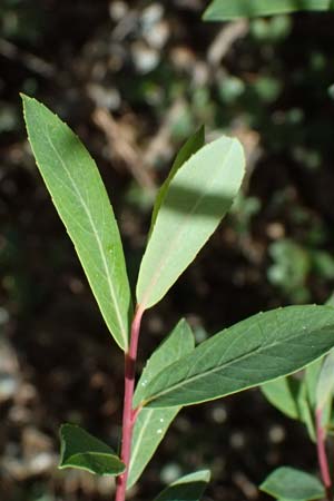 Salix purpurea \ Purpur-Weide / Purple Willow, A Osttirol, Matrei 14.5.2025