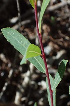 Salix purpurea \ Purpur-Weide / Purple Willow, A Osttirol, Matrei 14.5.2025