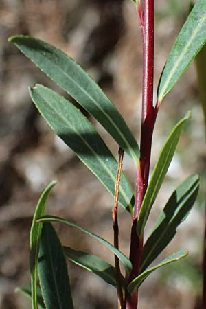 Salix purpurea \ Purpur-Weide / Purple Willow, A Osttirol, Matrei 14.5.2025