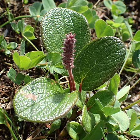 Salix reticulata \ Netzadrige Weide / Net-Leaved Willow, A Bad Gastein 29.6.2025