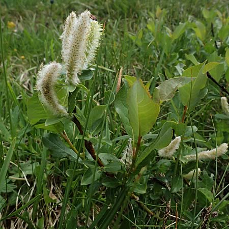 Salix waldsteiniana \ Waldsteins Weide, Bumchen-Weide / Waldstein's Willow, A Großglockner 30.6.2025