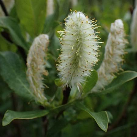 Salix waldsteiniana \ Waldsteins Weide, Bumchen-Weide / Waldstein's Willow, A Großglockner 30.6.2025
