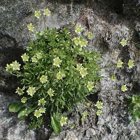 Saxifraga aphylla \ Blattloser Steinbrech / Leafless Saxifrage, A Gro&szlig;glockner 11.8.2025