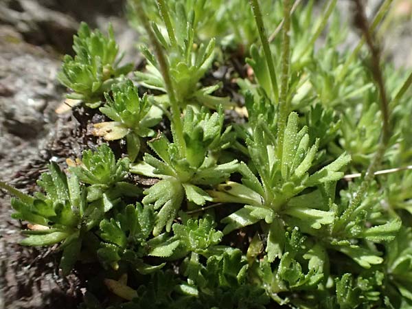 Saxifraga aphylla \ Blattloser Steinbrech / Leafless Saxifrage, A Gro&szlig;glockner 11.8.2025