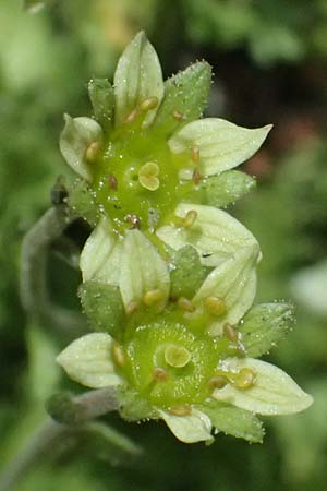 Saxifraga aphylla \ Blattloser Steinbrech / Leafless Saxifrage, A Gro&szlig;glockner 11.8.2025