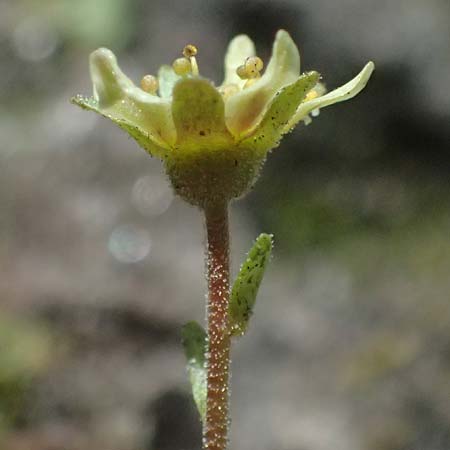 Saxifraga aphylla \ Blattloser Steinbrech / Leafless Saxifrage, A Gro&szlig;glockner 11.8.2025