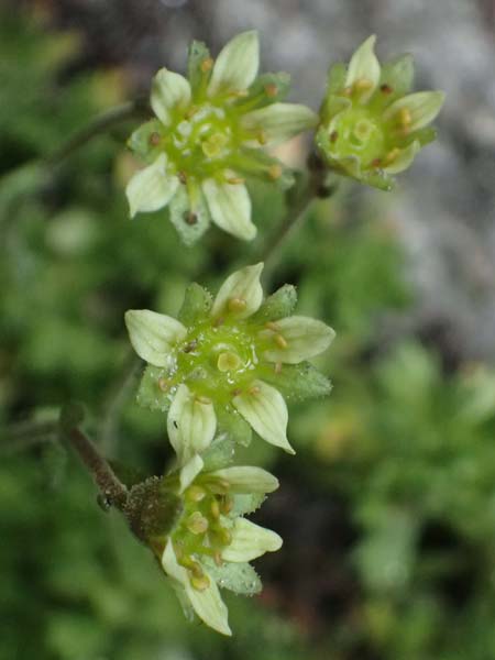 Saxifraga aphylla \ Blattloser Steinbrech / Leafless Saxifrage, A Gro&szlig;glockner 11.8.2025