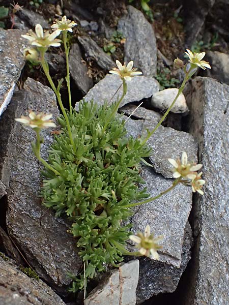 Saxifraga aphylla \ Blattloser Steinbrech / Leafless Saxifrage, A Gro&szlig;glockner 11.8.2025