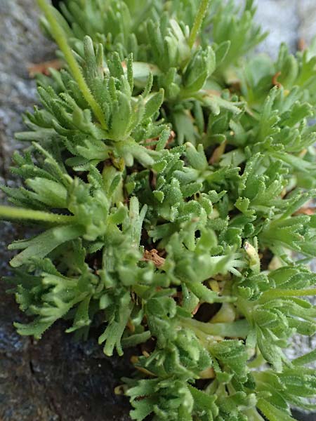 Saxifraga aphylla \ Blattloser Steinbrech / Leafless Saxifrage, A Gro&szlig;glockner 11.8.2025