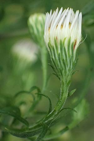 Symphyotrichum lanceolatum \ Lanzett-Herbst-Aster / Narrow-Leaved Michaelmas Daisy, White Panicle Aster, A Hainburg 25.9.2022