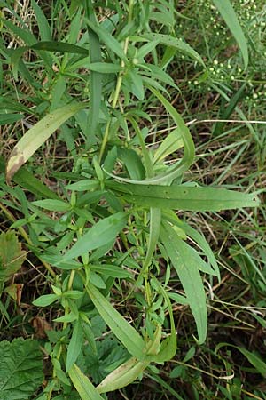 Symphyotrichum lanceolatum \ Lanzett-Herbst-Aster / Narrow-Leaved Michaelmas Daisy, White Panicle Aster, A Hainburg 25.9.2022