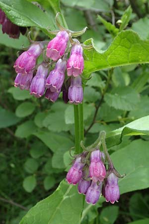 Symphytum officinale \ Gewhnlicher Arznei-Beinwell / Common Comfrey, A Kärnten/Carinthia, Koralpe 4.7.2023