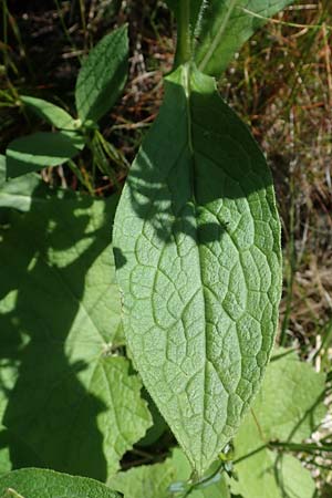 Symphytum bohemicum \ Weier Arznei-Beinwell / Bohemian Comfrey, A Kärnten/Carinthia, Koralpe 4.7.2023