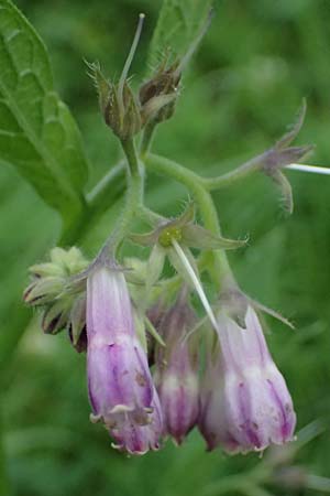 Symphytum uplandicum \ Futter-Beinwell / Russian Comfrey, A St. Gallen im Gesäuse 2.7.2024