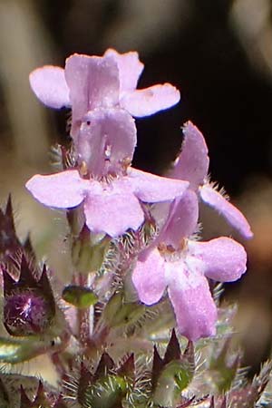 Thymus pulegioides subsp. carniolicus \ Krainer Thymian, Krain-Arznei-Quendel / Krain Thyme, A Kraubath (Mur) 27.6.2021
