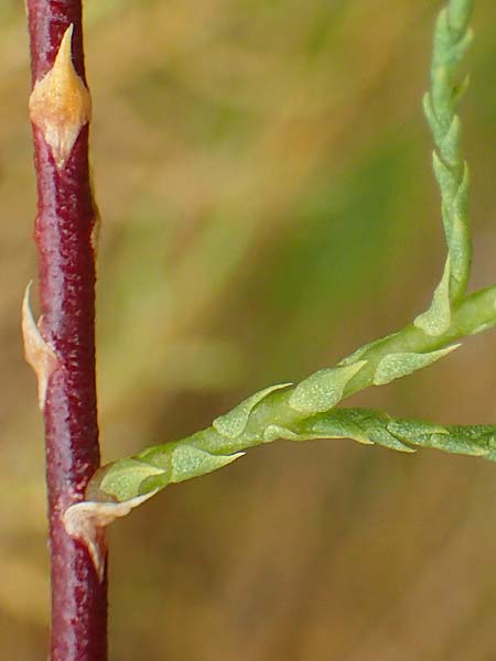 Tamarix chinensis ? \ Chinesische Tamariske / Chinese Tamarisk, Five-Stamen Tamarisk, A Seewinkel, St. Andr&auml; 27.9.2022