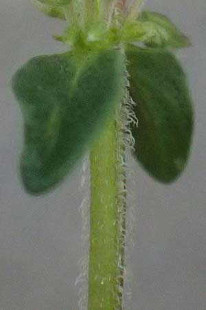 Thymus polytrichus \ Gebirgs-Thymian / Wild Thyme, A Graz 17.8.2026