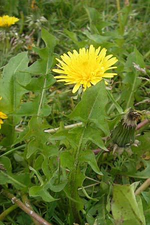 Taraxacum sect. Ruderalia \ Gewhnlicher Lwenzahn, Kuhblume / Dandelion, A Kärnten/Carinthia, Petzen 2.7.2010
