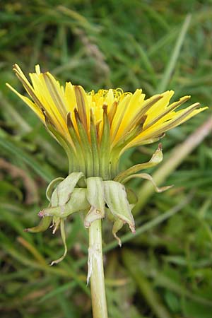 Taraxacum sect. Ruderalia \ Gewhnlicher Lwenzahn, Kuhblume / Dandelion, A Kärnten/Carinthia, Petzen 2.7.2010