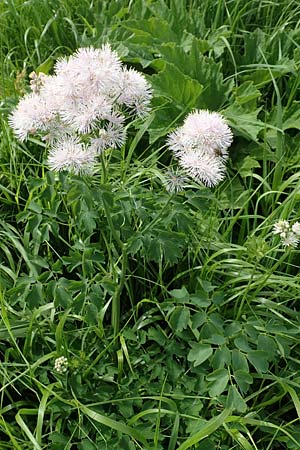 Thalictrum aquilegiifolium \ Groe Wiesenraute, Akeleiblttrige Wiesenraute / French Meadow-Rue, A Pusterwald, Eiskar 1.7.2019