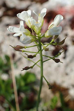 Thlaspi alpinum \ Alpen-Tschelkraut / Alpine Penny-Cress, A Trenchtling 3.7.2019