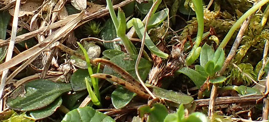 Thlaspi alpinum \ Alpen-Tschelkraut / Alpine Penny-Cress, A Trenchtling 3.7.2019