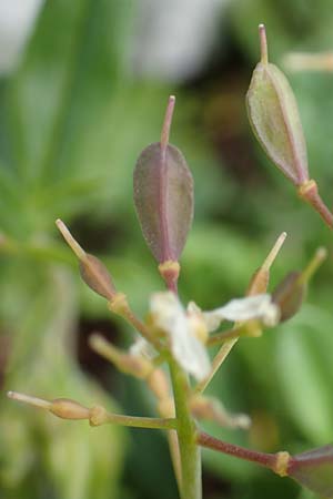 Thlaspi alpinum \ Alpen-Tschelkraut / Alpine Penny-Cress, A Trenchtling 3.7.2019