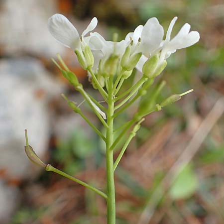 Thlaspi alpinum \ Alpen-Tschelkraut / Alpine Penny-Cress, A Rax 28.6.2020