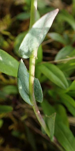 Thlaspi alpinum \ Alpen-Tschelkraut / Alpine Penny-Cress, A Rax 28.6.2020