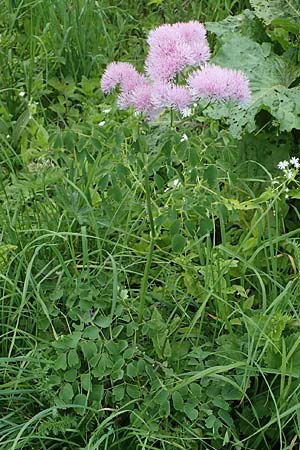 Thalictrum aquilegiifolium \ Groe Wiesenraute, Akeleiblttrige Wiesenraute / French Meadow-Rue, A Pusterwald, Eiskar 29.6.2021