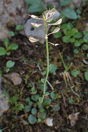 Thlaspi alpinum \ Alpen-Tschelkraut / Alpine Penny-Cress, A Eisenerzer Reichenstein 28.7.2021