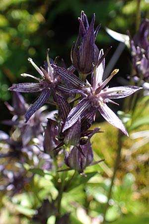 Swertia perennis \ Sumpf-Enzian, Tarant / Marsh Felwort, A Wölzer Tauern, Hohenwart 29.7.2021