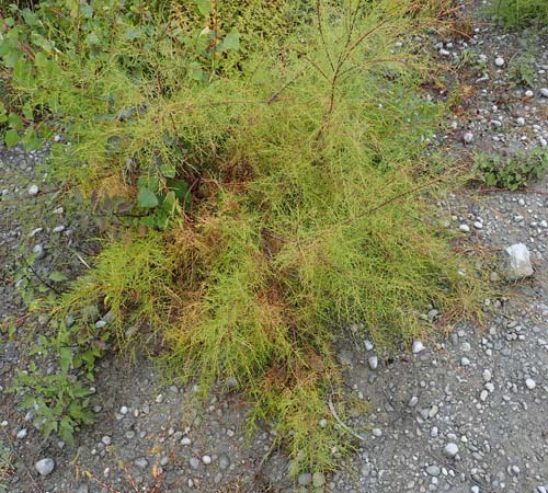 Tamarix chinensis ? \ Chinesische Tamariske / Chinese Tamarisk, Five-Stamen Tamarisk, A Seewinkel, St. Andr&auml; 27.9.2022