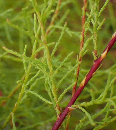Tamarix chinensis ? \ Chinesische Tamariske / Chinese Tamarisk, Five-Stamen Tamarisk, A Seewinkel, St. Andr&auml; 27.9.2022