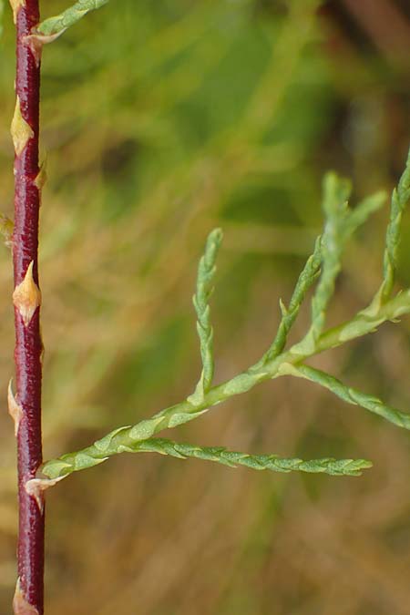 Tamarix chinensis ? \ Chinesische Tamariske / Chinese Tamarisk, Five-Stamen Tamarisk, A Seewinkel, St. Andr&auml; 27.9.2022