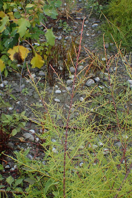 Tamarix chinensis ? \ Chinesische Tamariske / Chinese Tamarisk, Five-Stamen Tamarisk, A Seewinkel, St. Andr&auml; 27.9.2022