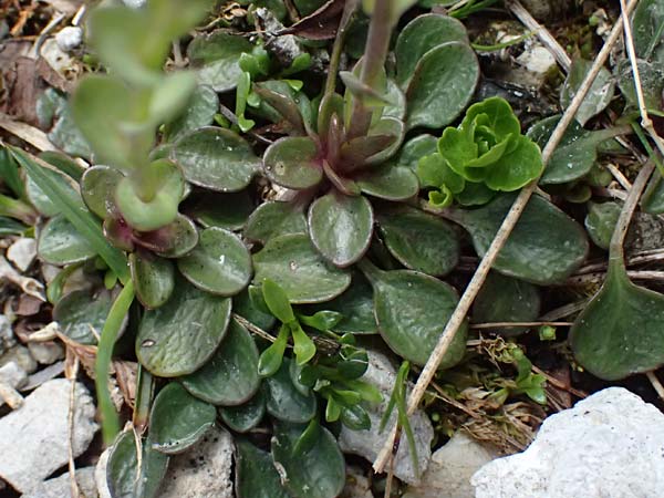Thlaspi alpinum \ Alpen-Tschelkraut / Alpine Penny-Cress, A Admont 5.7.2024