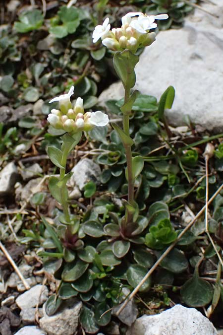 Thlaspi alpinum \ Alpen-Tschelkraut / Alpine Penny-Cress, A Admont 5.7.2024
