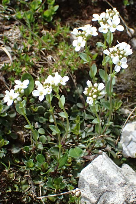 Thlaspi alpinum \ Alpen-Tschelkraut / Alpine Penny-Cress, A Admont 5.7.2024